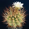 Gymnocalycium_pungens_1